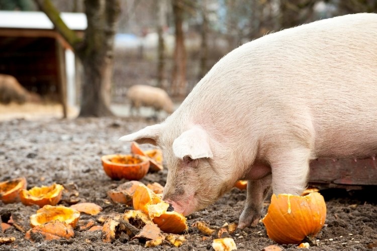 Slika /slike/Priopcenja/Foto_NOVO PRIOPĆENJA/Svinje/Novo 2409.2025/ukzjhtgrtefdfghrjtz (15).jpg